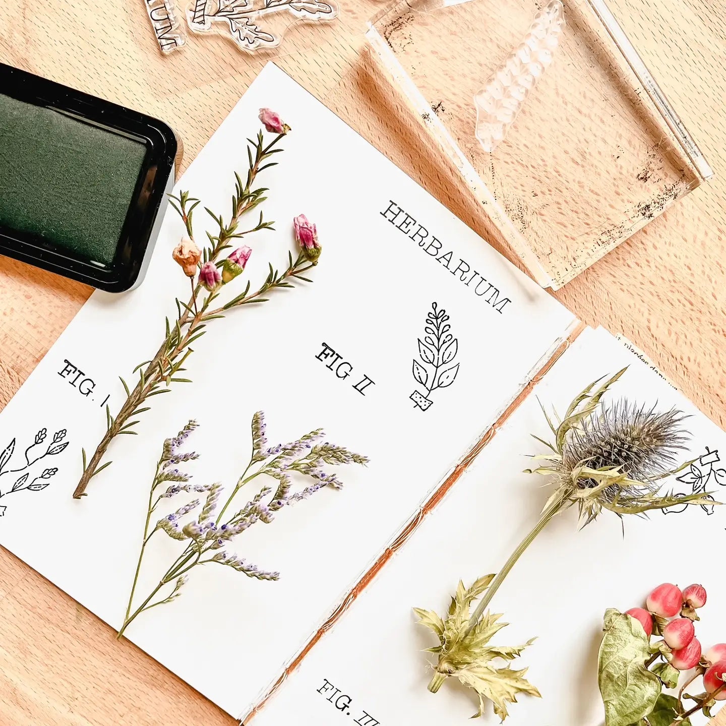 Nikki Dotti - Sellos de Silicona Transparente - Herbarium