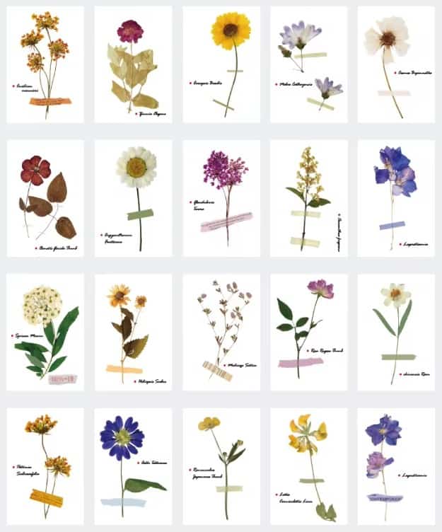 MO·CARD - Libro Pegatinas 80 ud- Betting Diary